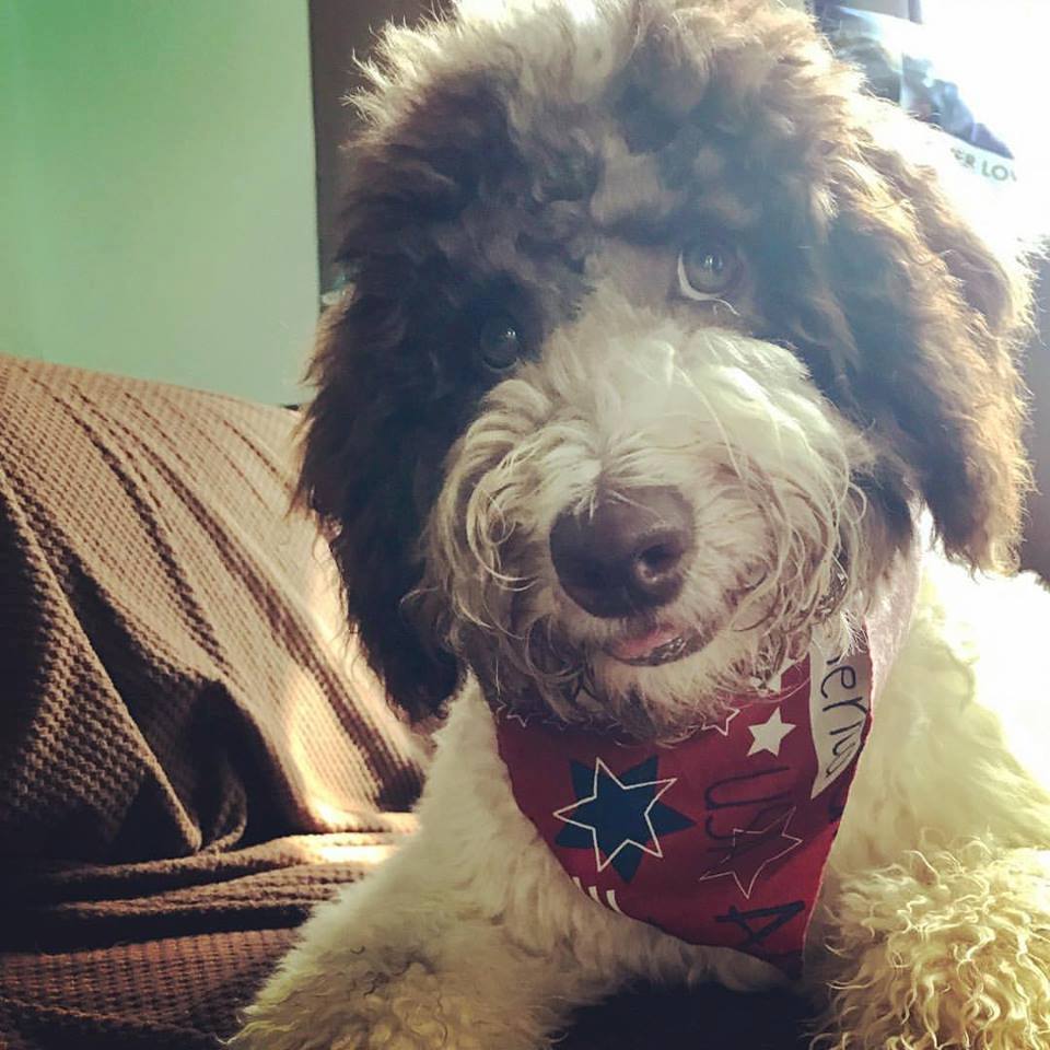 what is a teddy bear schnoodle